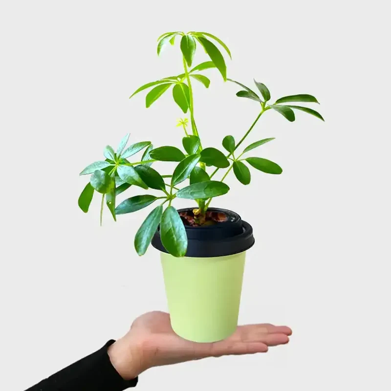 Mix & Match ggreeno® Tischpflanzen