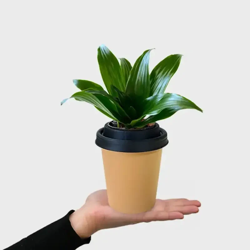 Mix & Match ggreeno® Tischpflanzen