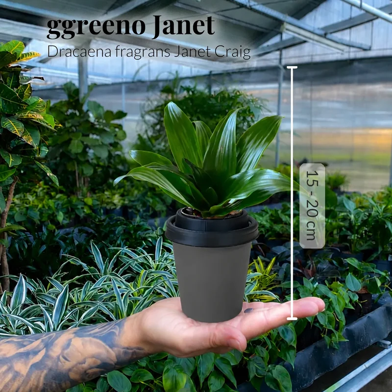 Mix & Match ggreeno® Tischpflanzen