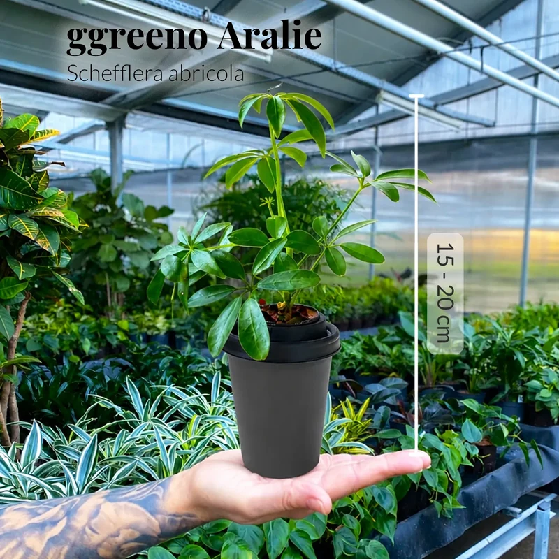 Mix & Match ggreeno® Tischpflanzen