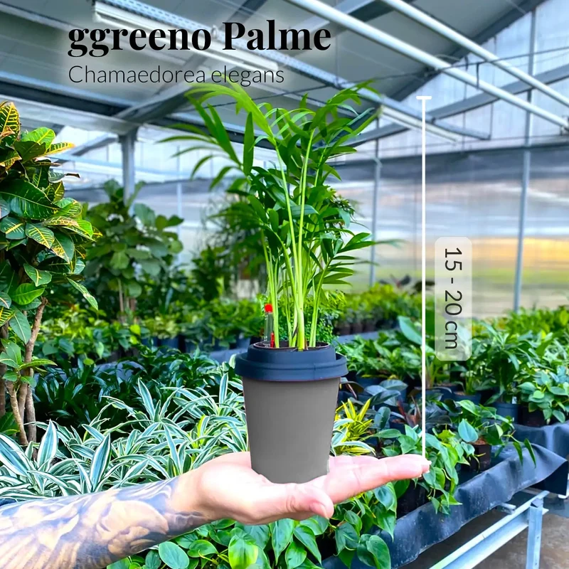 ggreeno® Palme in Sand