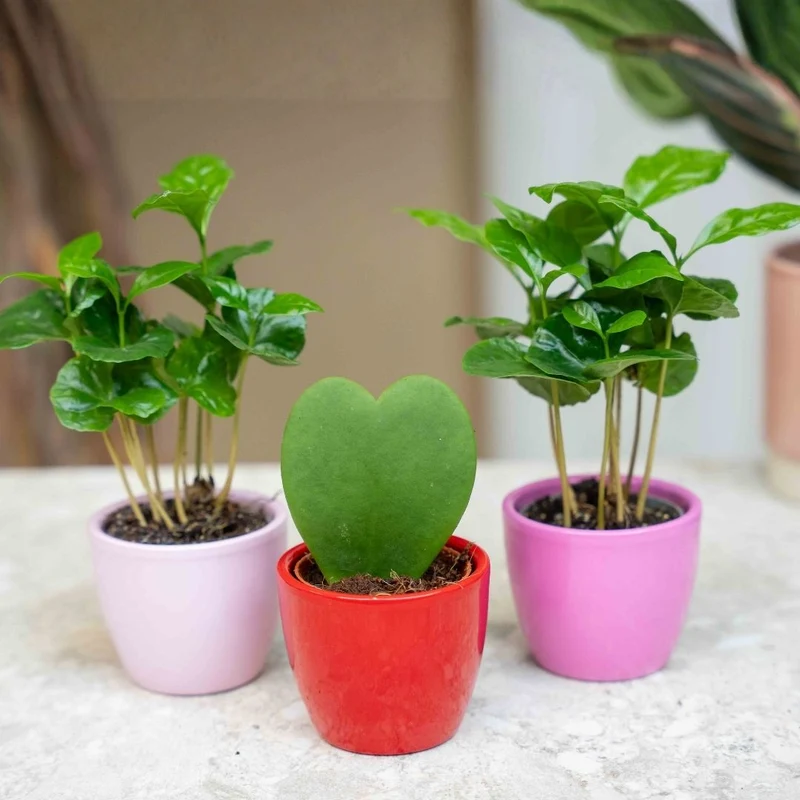 Plant set of 3 with mini pot - Love - Succulents - Pink/Red - Ø 6 cm
