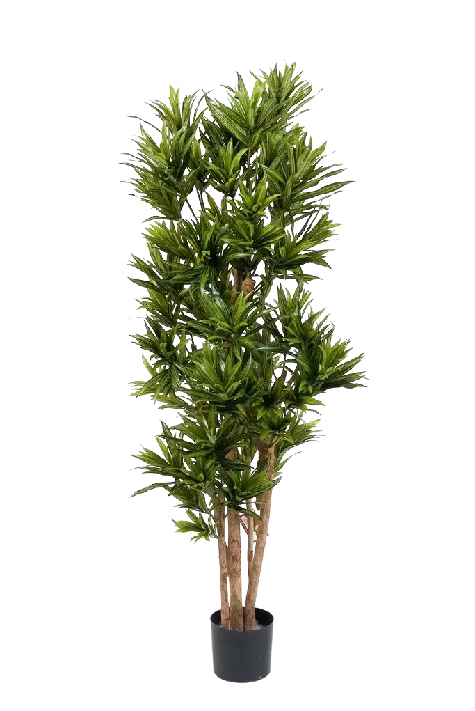 Künstliche Dracaena Reflexa – Sylvaran | 150 cm