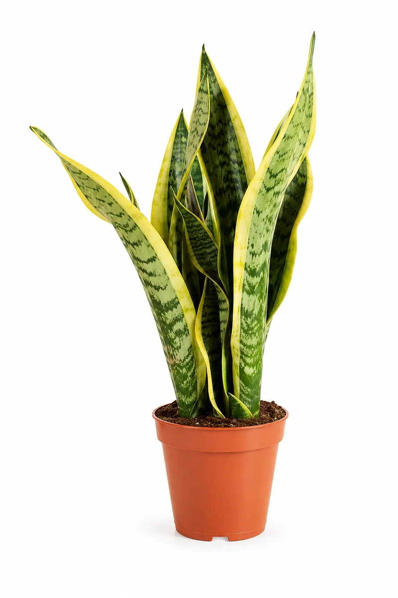 Bogenhanf - Sansevieria Laurentii - Schwiegermutterzunge