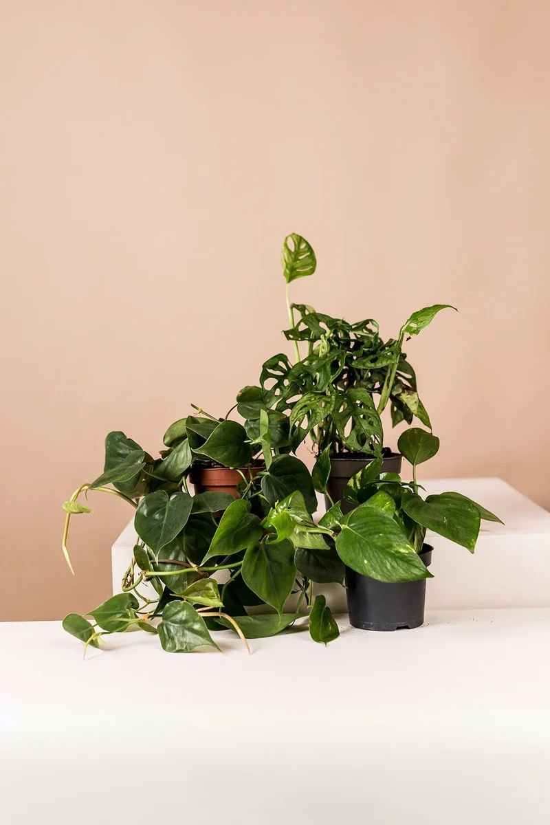 Lush Green (3er Set)