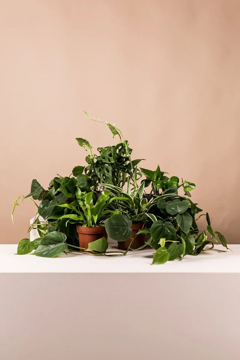 Lush Green (6er Set)