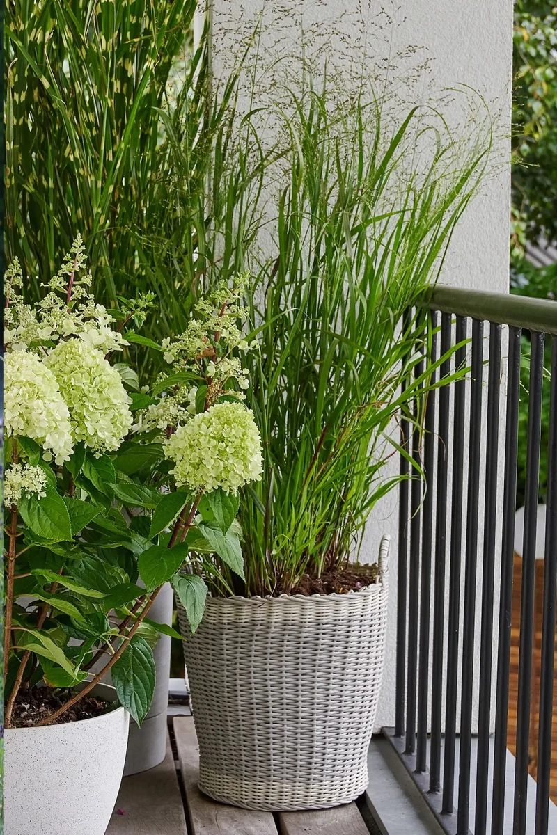 Großes Balkon Gras, 100-110cm