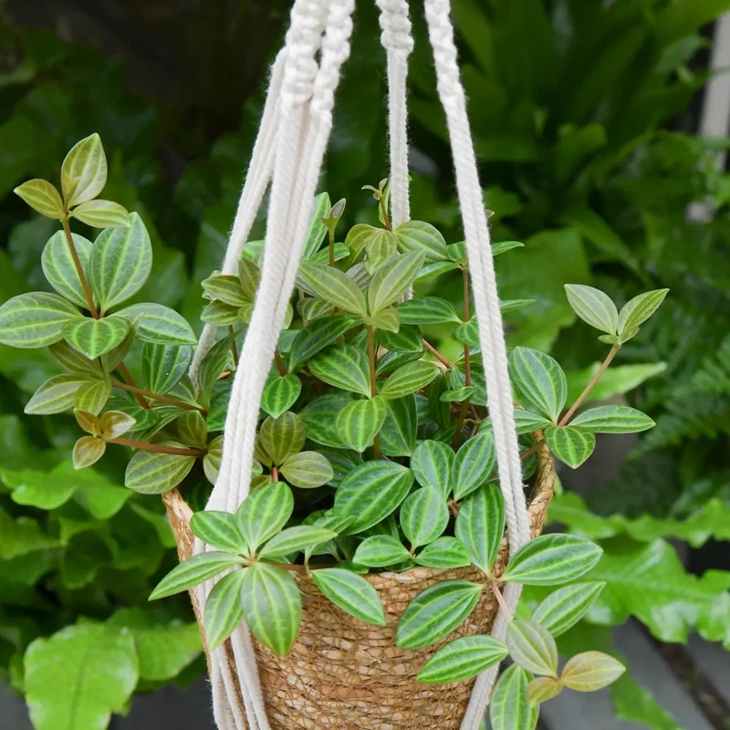 Peperomia Rocca Verde