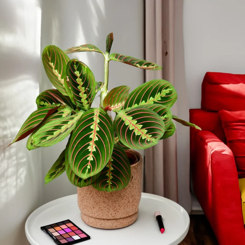 Maranta Facinator
