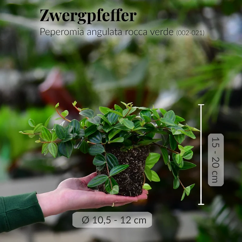 Mix & Match Einsteiger Zimmerpflanzen
