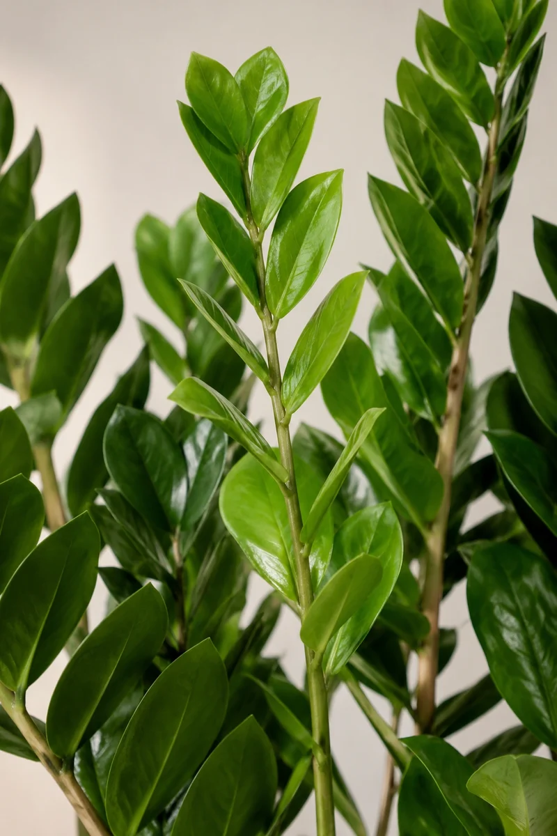 Glücksfeder - Zamioculcas