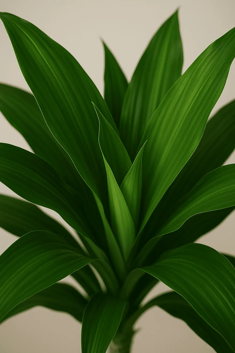 Drachenbaum - Dracaena Janet Craig