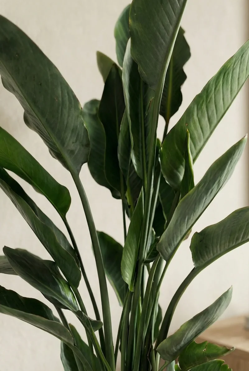 Strelitzia Reginae - Paradiesvogelblume