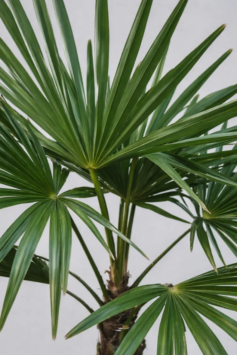 Hanfpalme - Trachycarpus fortunei