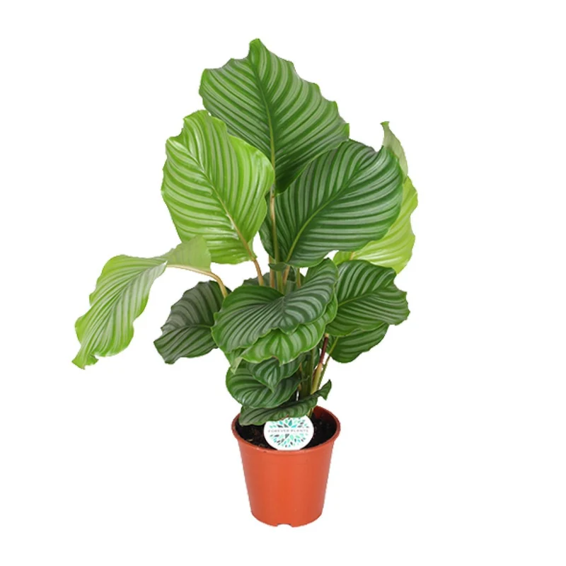 Calathea Orbifolia (Peacock Plant) ↑ 60 cm