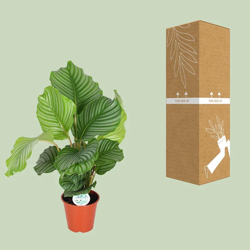 Calathea Orbifolia (Peacock Plant) ↑ 60 cm