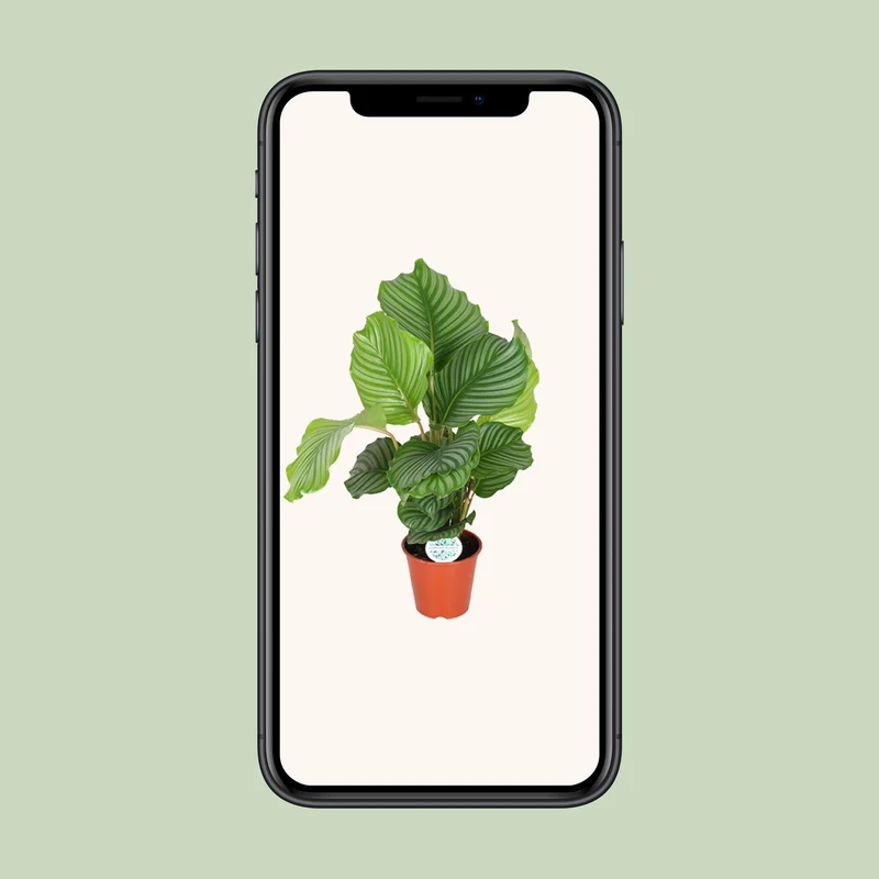 Calathea Orbifolia (Peacock Plant) ↑ 60 cm
