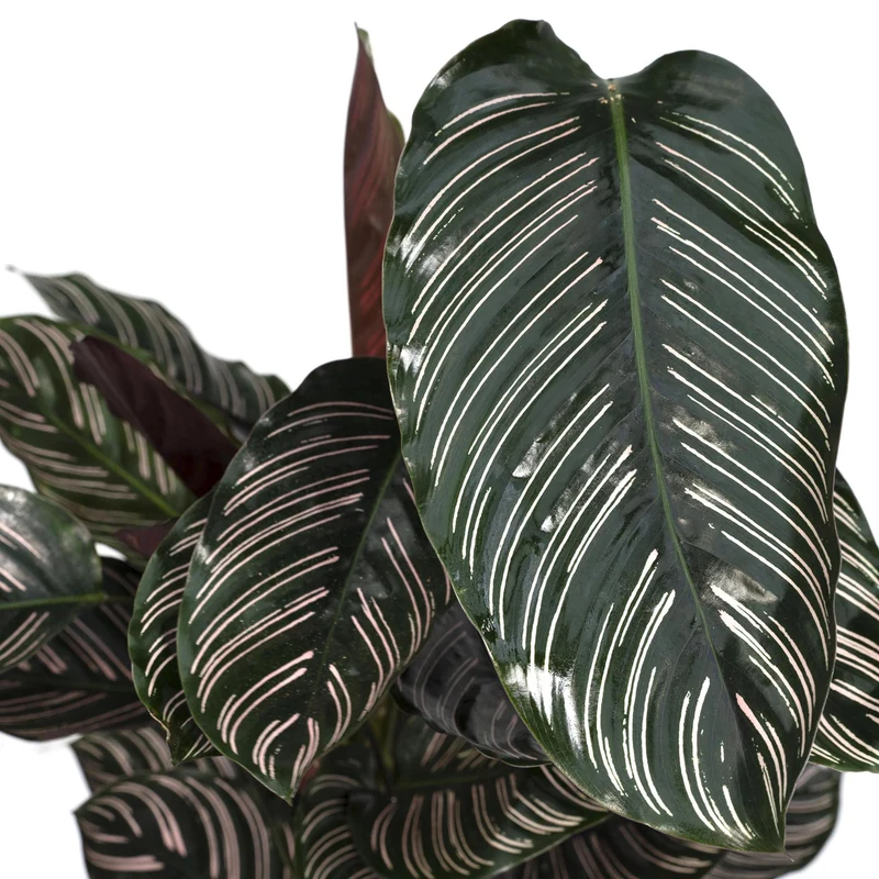 Calathea Ornata (Pinstripe Plant) ↑ 75 cm