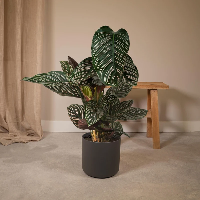 Calathea Ornata (Pinstripe Plant) ↑ 75 cm