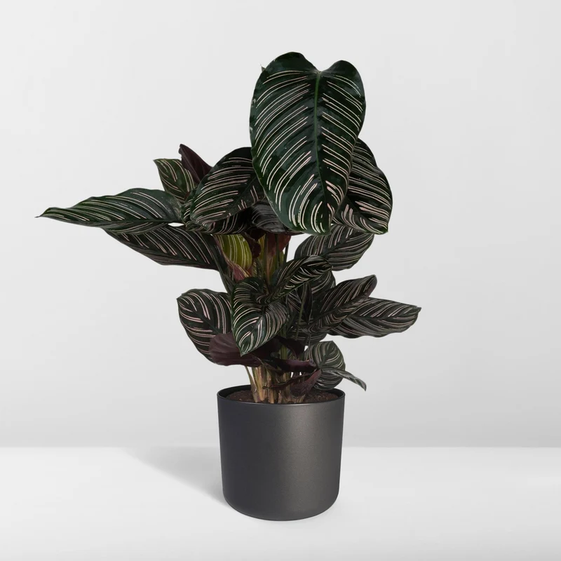 Calathea Ornata (Pinstripe Plant) ↑ 75 cm