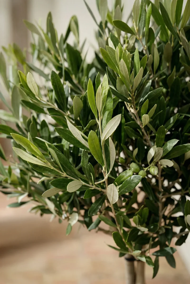 Olivenbaum