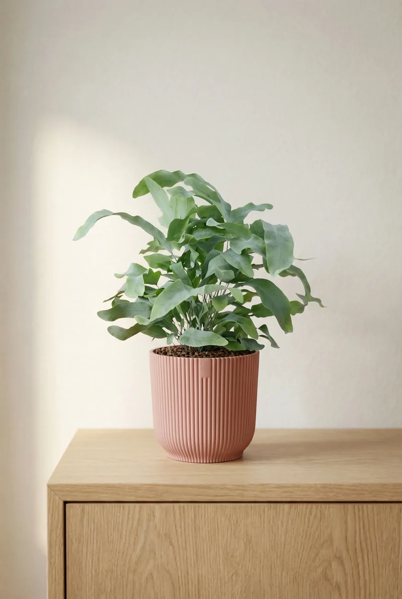 Goldtüpfelfarn - Phlebodium Aureum Blue Star