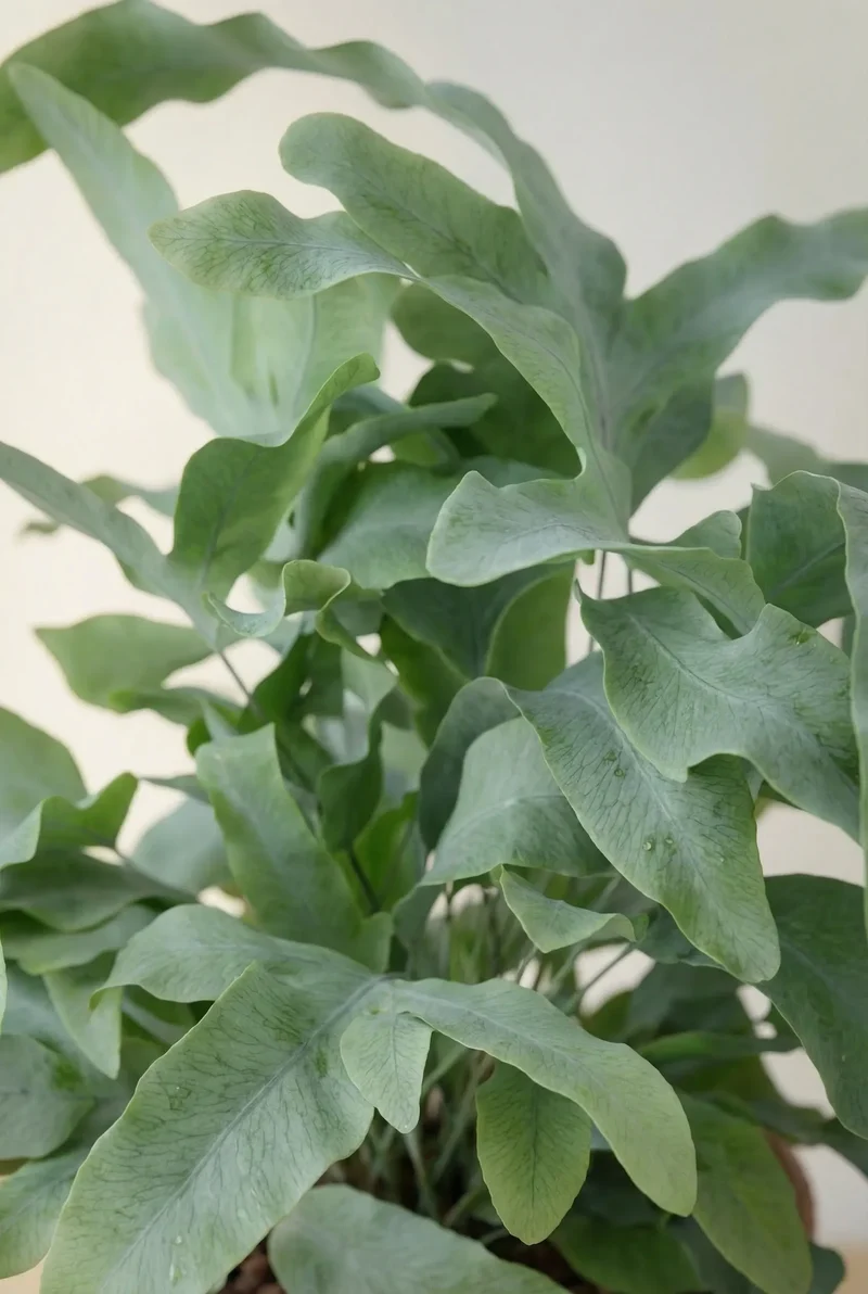 Goldtüpfelfarn - Phlebodium Aureum Blue Star