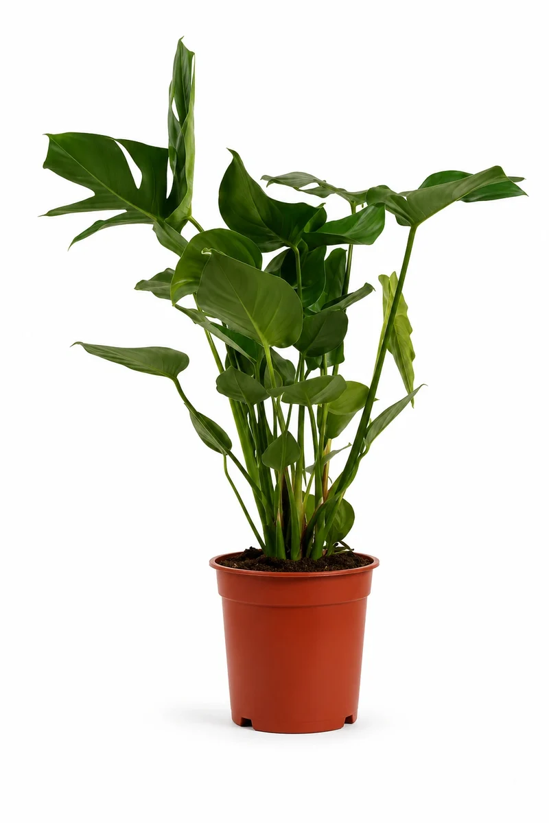Monstera Deliciosa – Fensterblatt