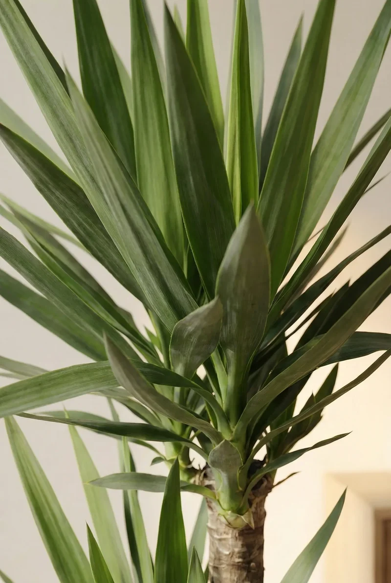 Yucca Palme - Palmlilie