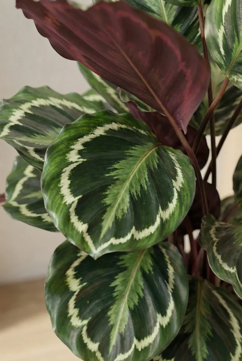 Calathea Medallion - Korbmarante