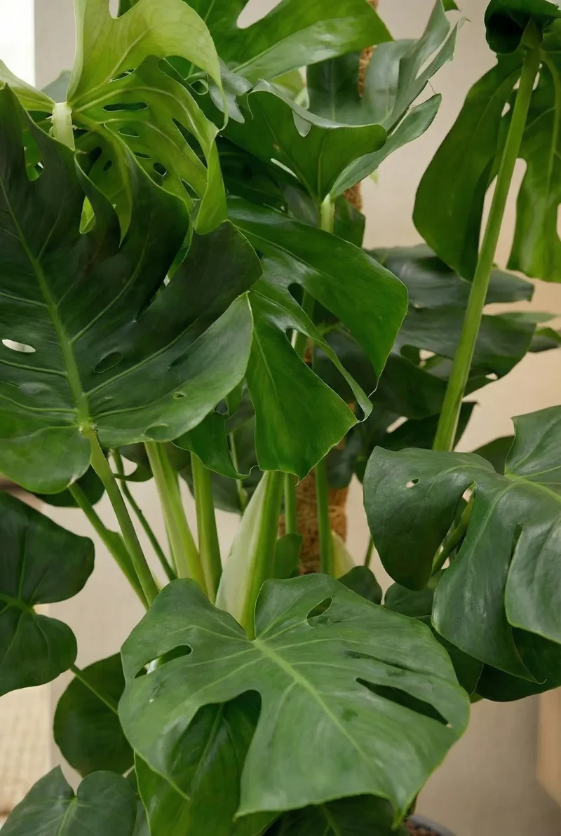 Monstera Deliciosa mit Moosstab