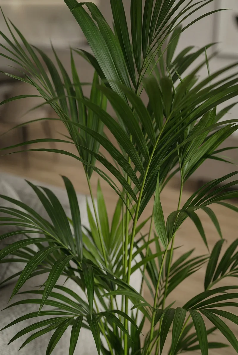 Kentia Palme