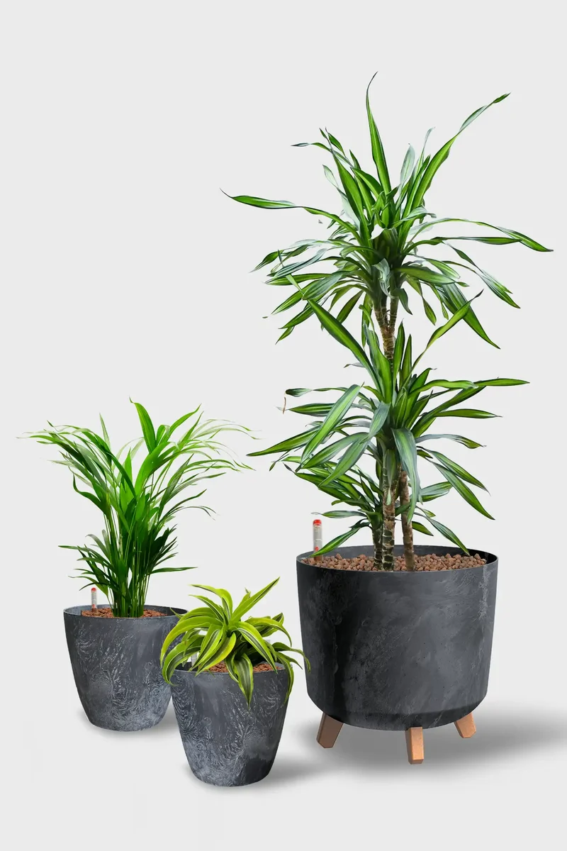 Leasing Basic Büropflanzen - 3er Set Palmen