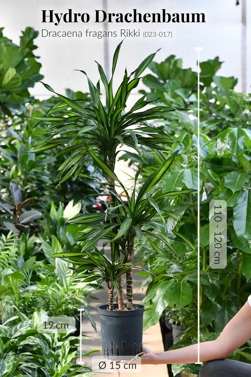 Hydro Kingsize Drachenbaum Rikki 110-120cm