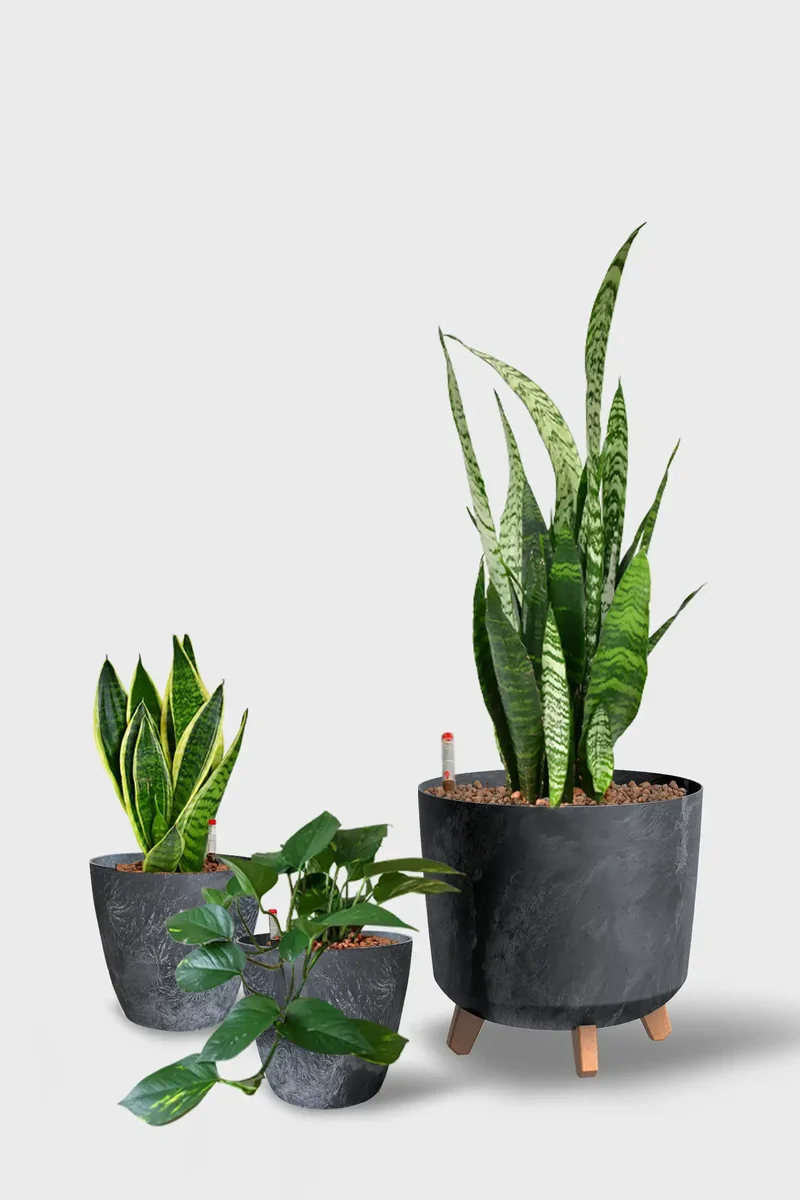 Leasing Basic Büropflanzen - 3er Set Instyle