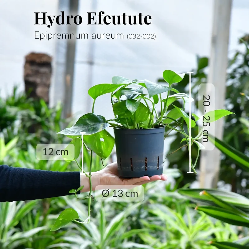 Hydro Efeutute