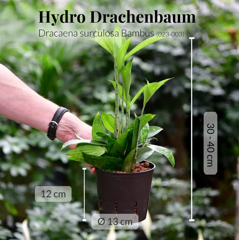 Hydro Büropflanzen 3er Set Drachenbaum Mix in Keramiktöpfen