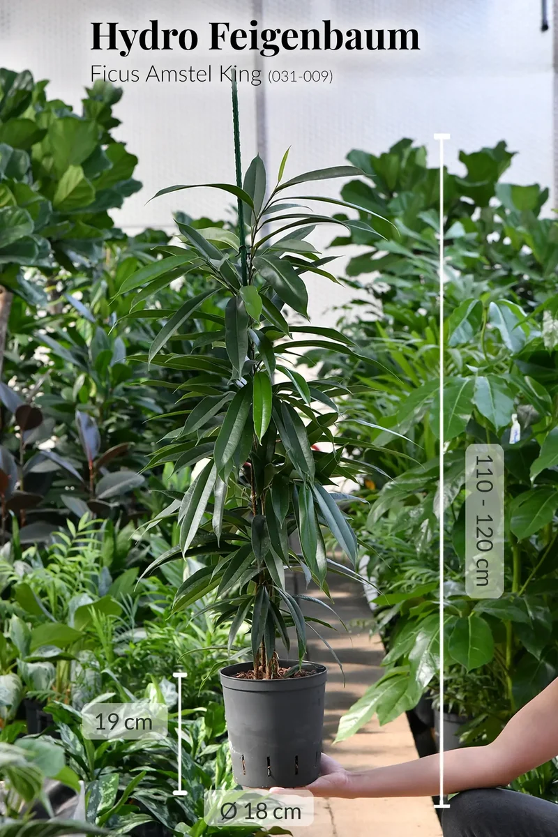 6er Box Hydrokultur Büropflanzen XL Ficus