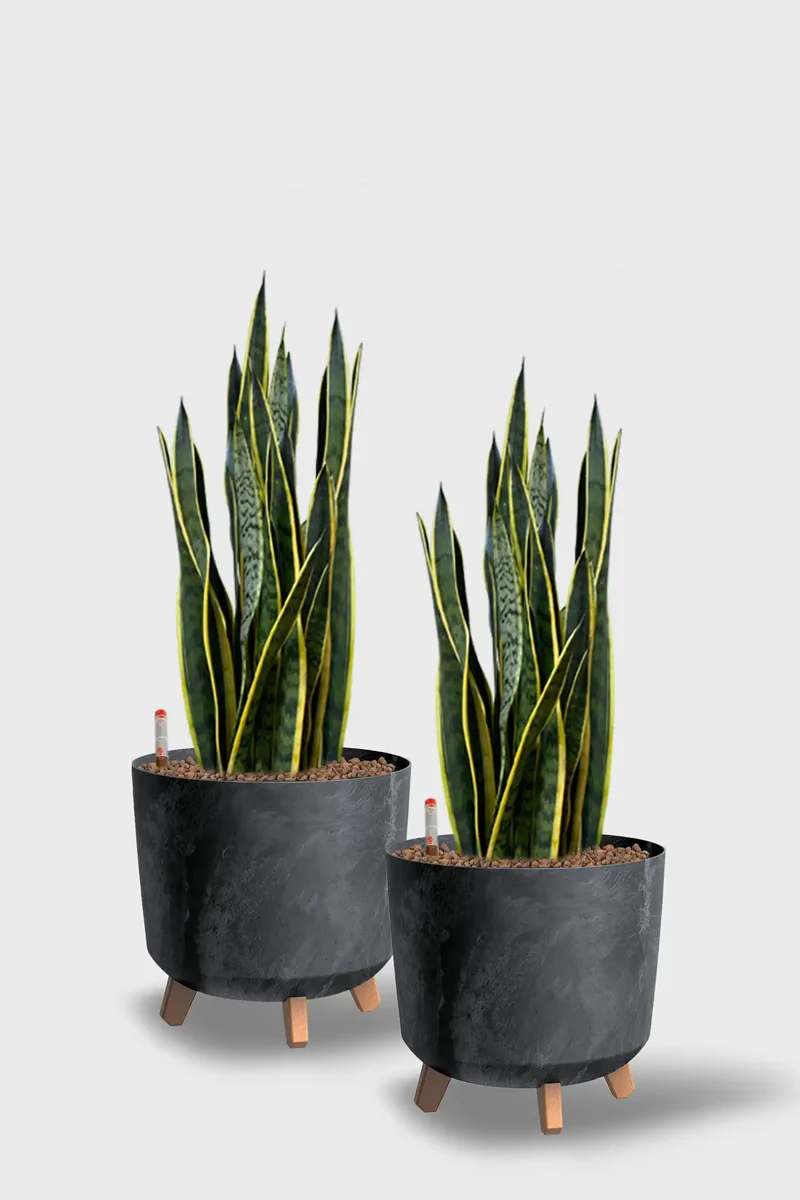 Leasing Basic Konferenzpflanzen - 2er Set Instyle