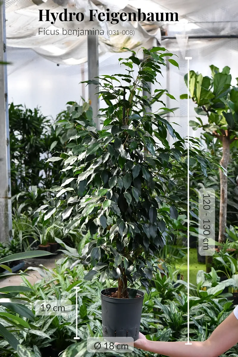 6er Box Hydrokultur Büropflanzen XL Ficus