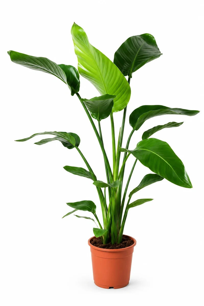 Strelitzia Nicolai - Baumstrelitzie