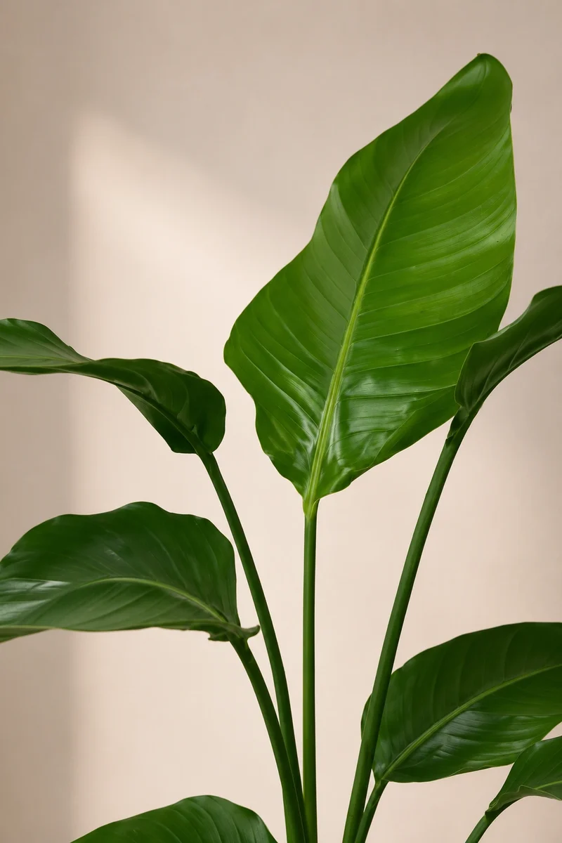 Strelitzia Nicolai - Baumstrelitzie