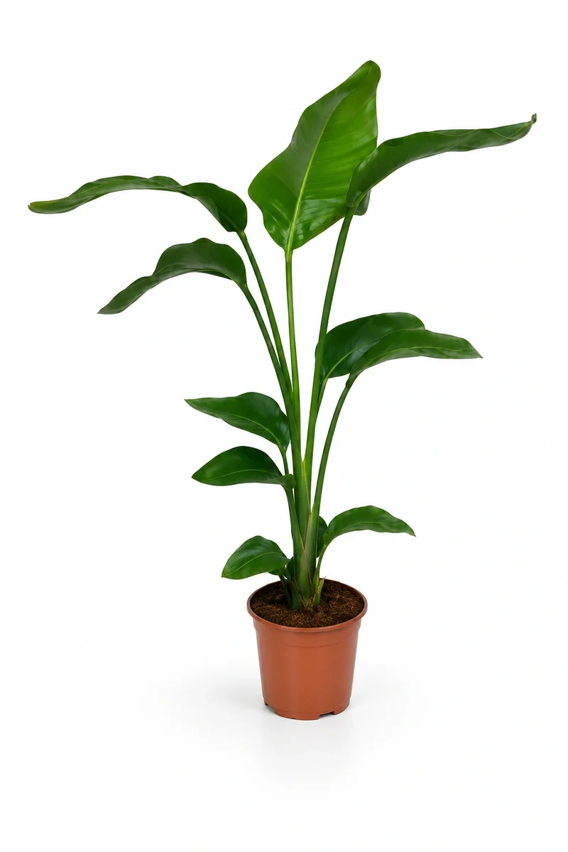 Strelitzia Nicolai - Baumstrelitzie