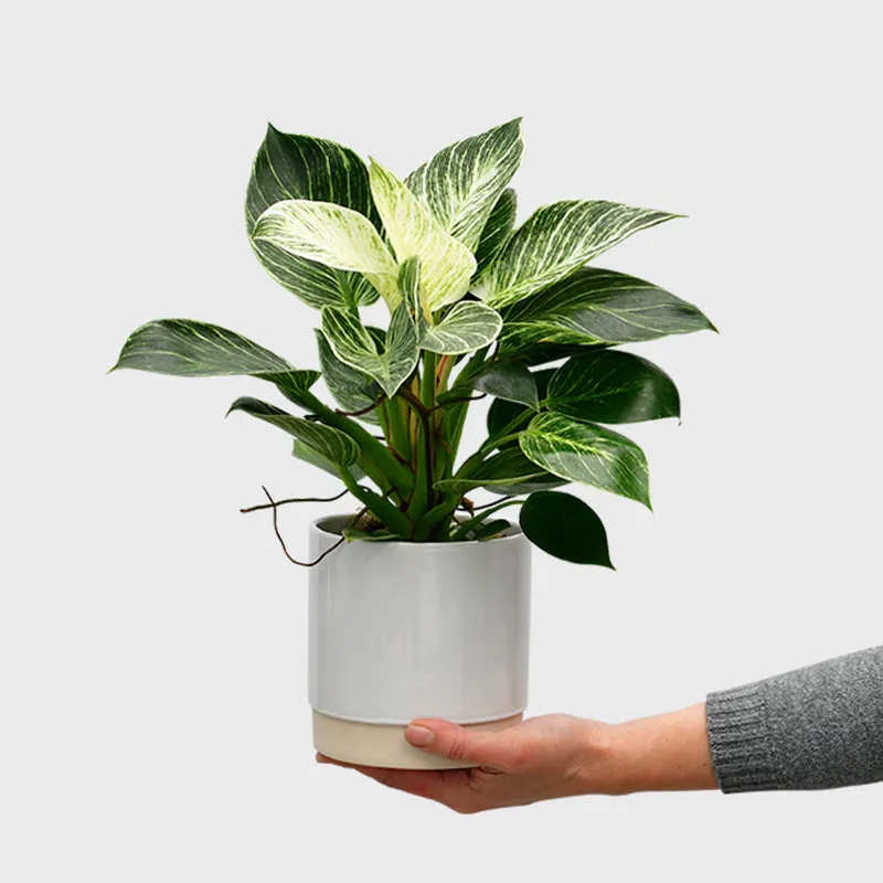 Philodendron White Wave