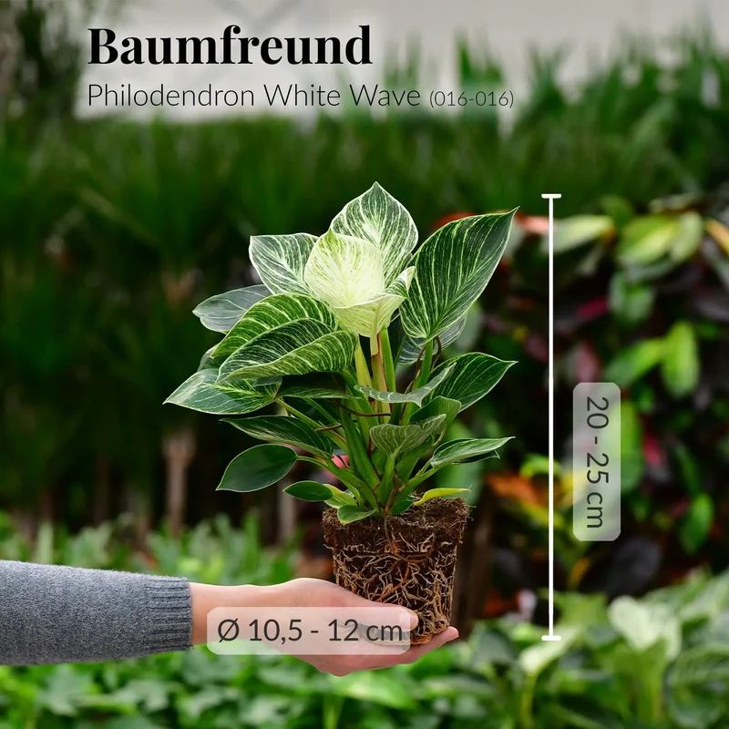 Philodendron White Wave