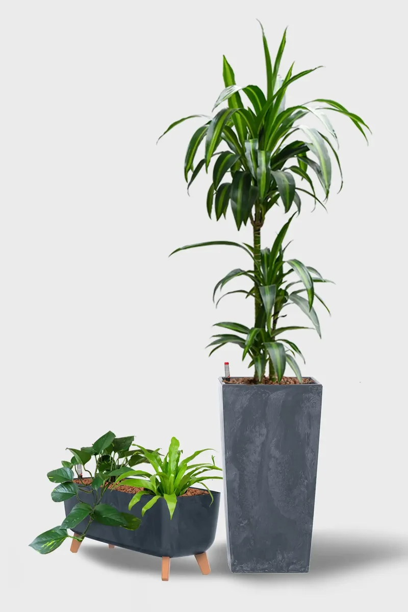 Leasing Basic Empfangspflanzen - 3er Set Palmen