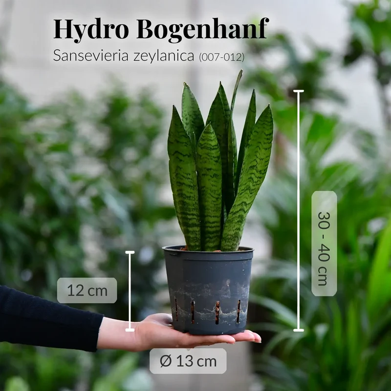 Hydro Büropflanzen 3er Set Sansevieria in Keramiktöpfen