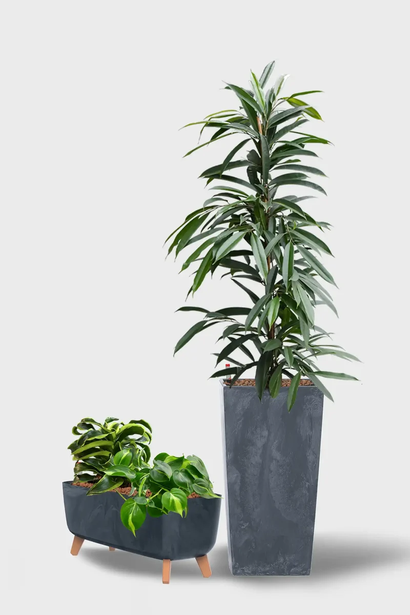 Leasing Basic Empfangspflanzen - 3er Set Classico
