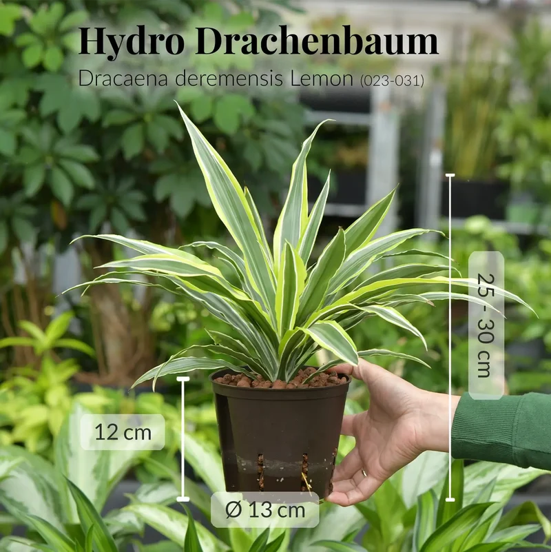 Leasing Basic Schreibtischpflanzen - 2er Set Drachenbaum