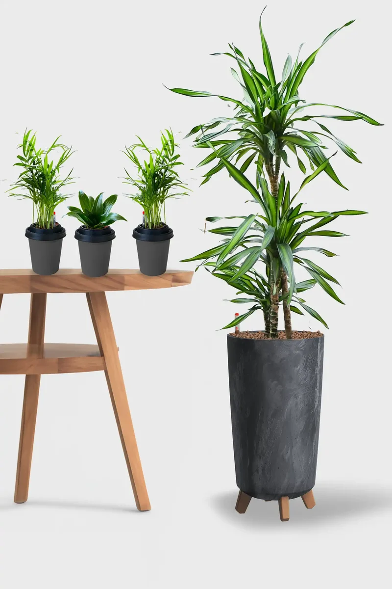 Leasing Basic Loungepflanzen - 4er Set Palmen